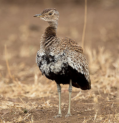 Red-crested Korhaan